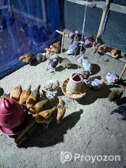 দেশি মুরগি বিক্রি হবে।