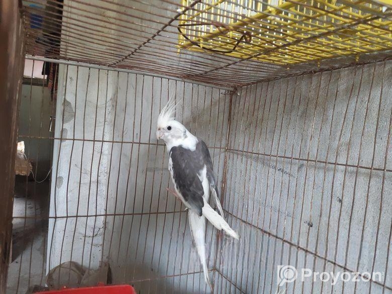 ডাবল মেল কোকাটেল সেল