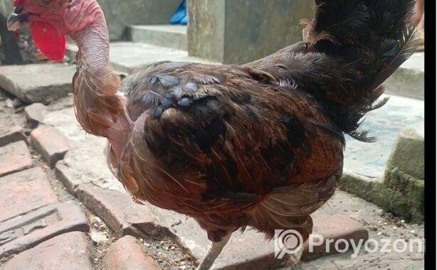 ৩ পিচ বড় জাতের ডিম পারা দেশি মুরগি