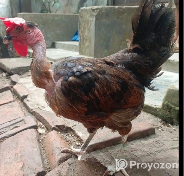 ৩ পিচ বড় জাতের ডিম পারা দেশি মুরগি