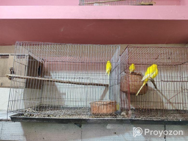 লুটিনো রেট আই বাজরিগার টেম সাইজ বেবি