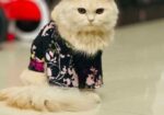 Traditional Parsian Female Cat