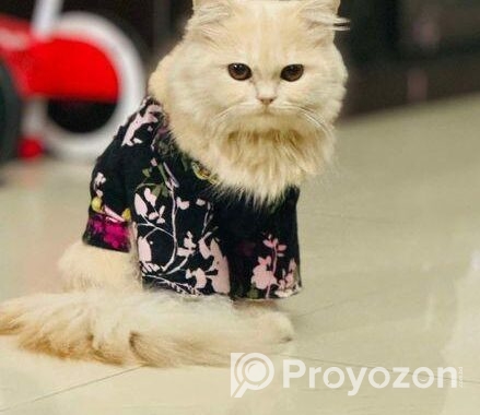 Traditional Parsian Female Cat