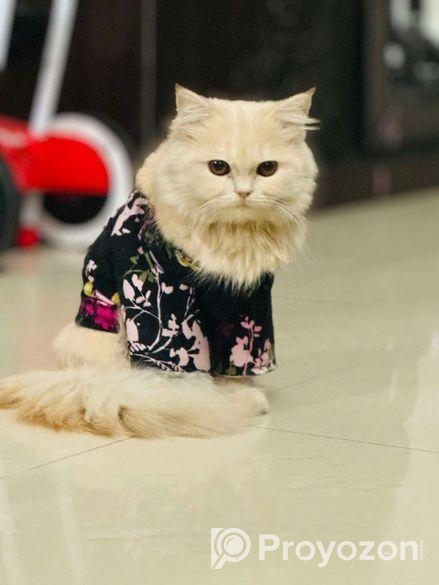 Traditional Parsian Female Cat