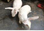 সাদা খোরগশের জোড়া – রানিং ব্রেডেইং