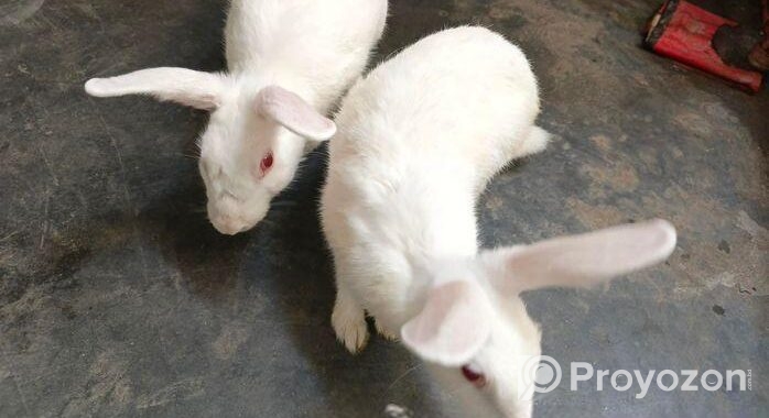 সাদা খোরগশের জোড়া – রানিং ব্রেডেইং