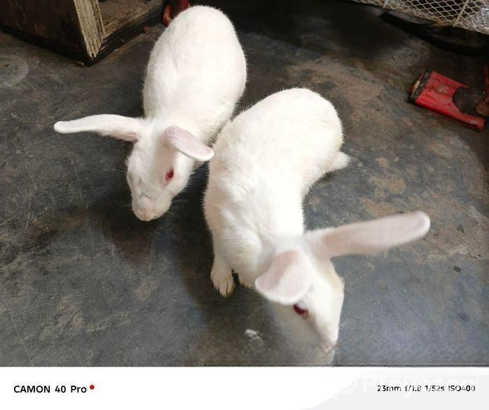 সাদা খোরগশের জোড়া – রানিং ব্রেডেইং