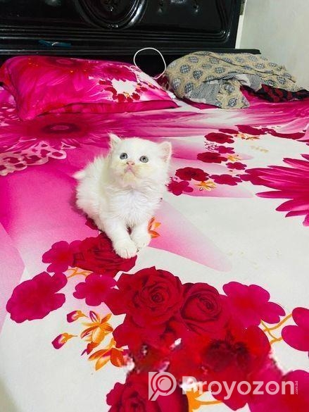 Persian Male and Female cat