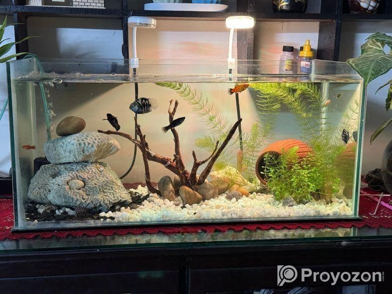 একুরিয়াম ট্যান্ক