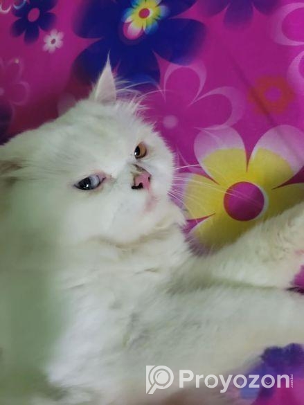Odi Persian Cat