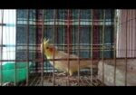 ককাটেল পাখি