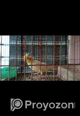 ককাটেল পাখি