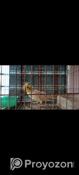 ককাটেল পাখি