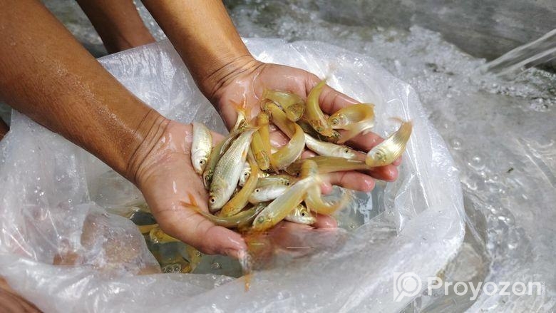 শিং মাগুর সহ সকল প্রকার মাছের পোনা সরাসরি হ্যাচারি