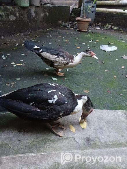 চীনা হাঁস ১ জোড়া