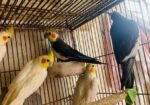 Cocatail bird 12 months age
