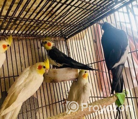 Cocatail bird 12 months age