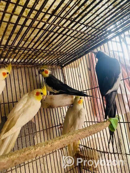 Cocatail bird 12 months age