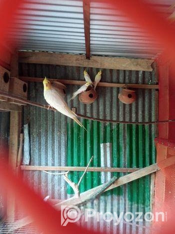 রানিং ককাটেল বিক্রি হবে।