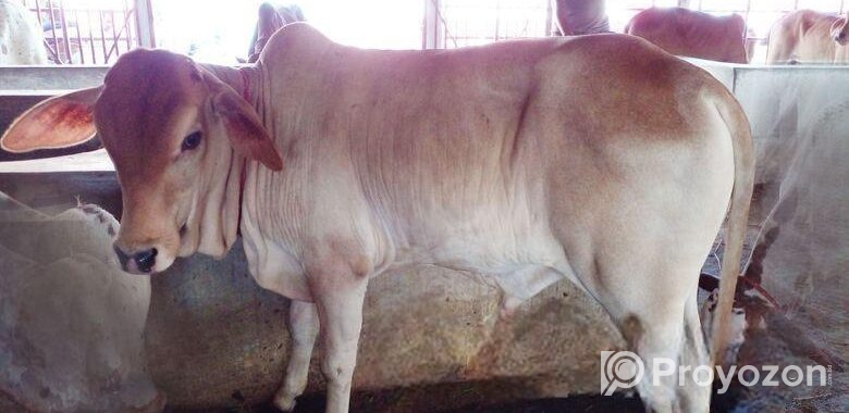 উন্নত জাতের এড়ে বাছুর বাছুর নং ২৬