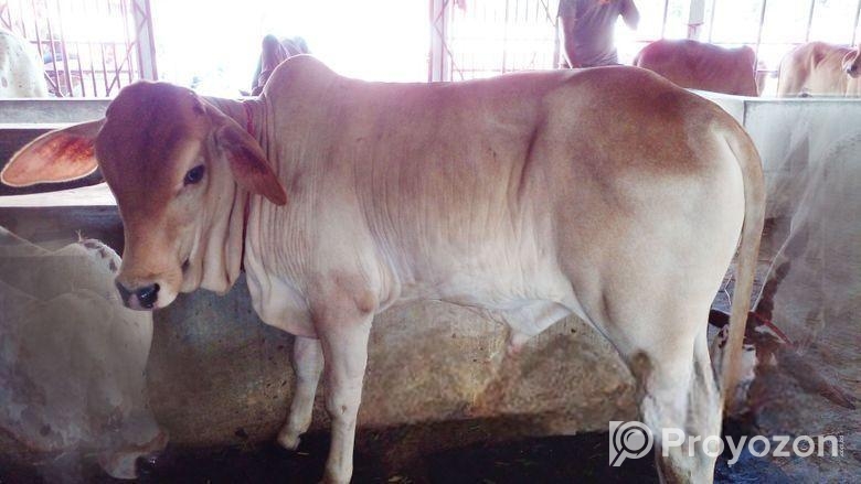উন্নত জাতের এড়ে বাছুর বাছুর নং ২৬