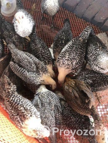 ফাউমি মুরগি