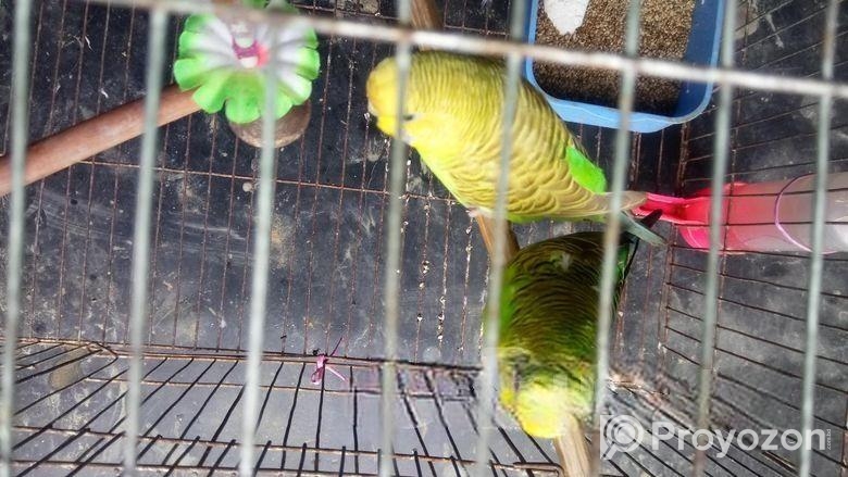 খাচাসহ বাজরিগার পাখি বিক্রি করা হবে