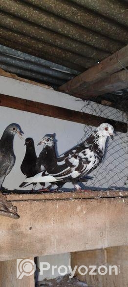 giribaz kobutor sale