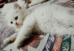 Persian Cat