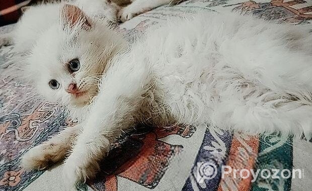 Persian Cat