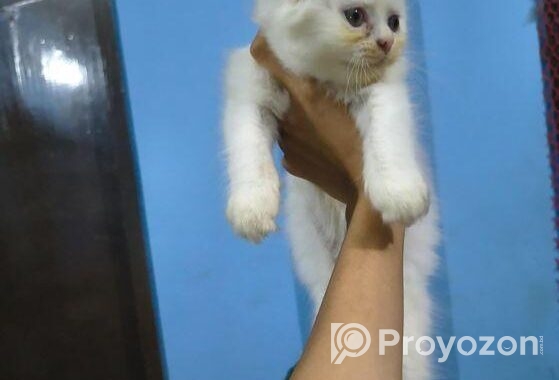 Persian cat ‍Sell Post
