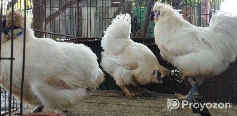 3 piece silky murgi running