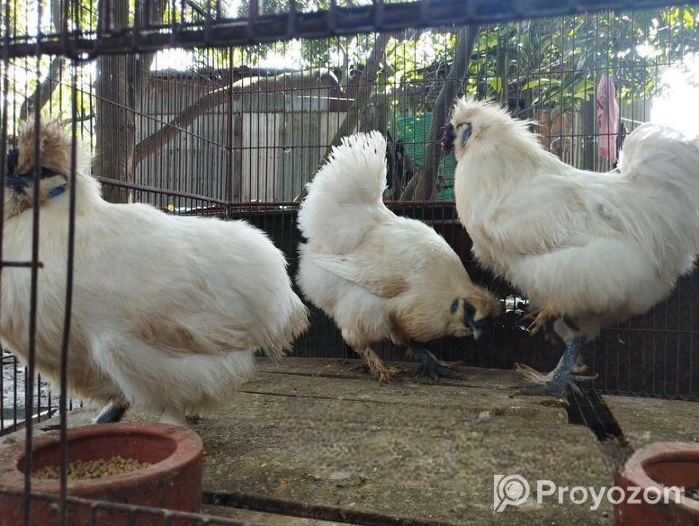 3 piece silky murgi running