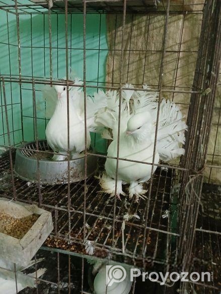 লক্ষা কবুতর