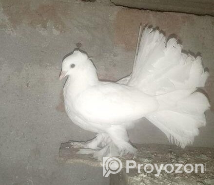 ময়ূরী নারী+ঝুঁটি ওয়ালা সাদা নর রানিং জোড়া