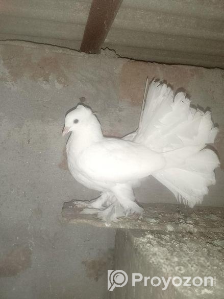 ময়ূরী নারী+ঝুঁটি ওয়ালা সাদা নর রানিং জোড়া