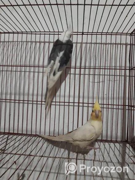 ডাবল মেল কোকাটেল সেল