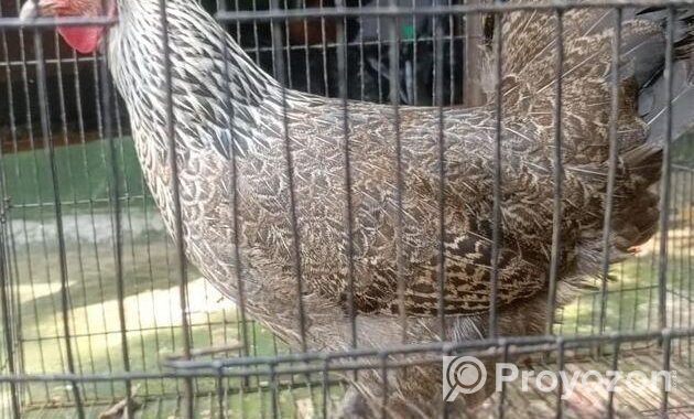 ৩ পিচ বড় জাতের ডিম পারা দেশি মুরগি