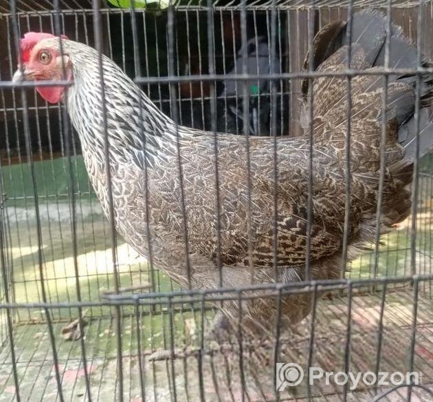 ৩ পিচ বড় জাতের ডিম পারা দেশি মুরগি