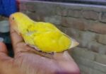 লুটিনো রেট আই বাজরিগার টেম সাইজ বেবি