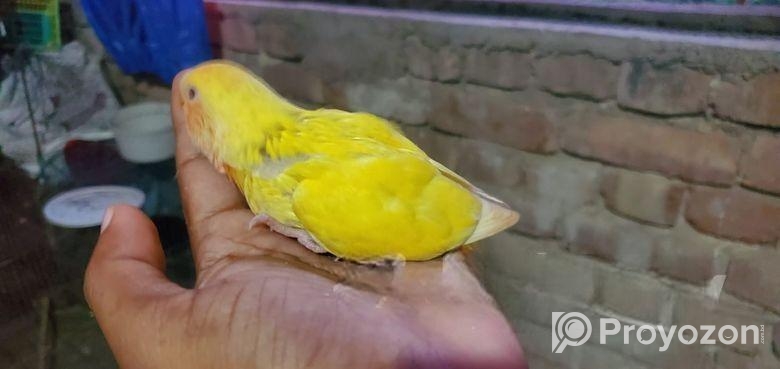 লুটিনো রেট আই বাজরিগার টেম সাইজ বেবি
