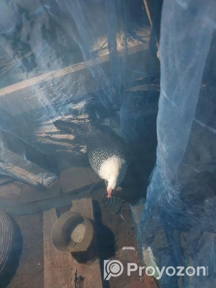 মিশরী ফাওমি মুরগির বিজ ডিম