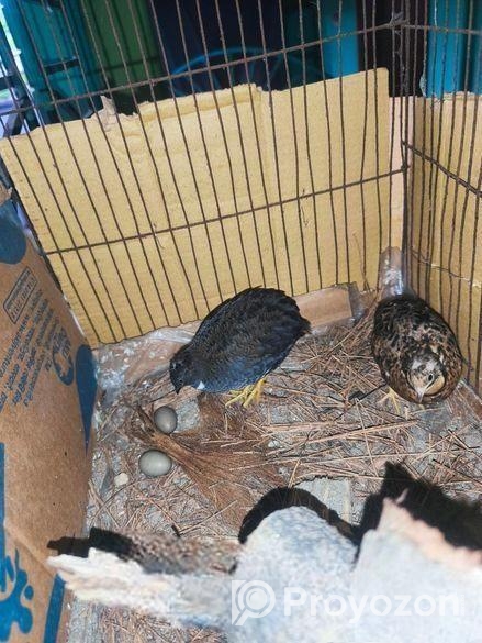 ১ জোড়া রানিং কিং কয়েল।