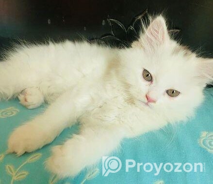 Persian Male and Female cat