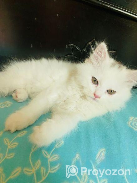 Persian Male and Female cat