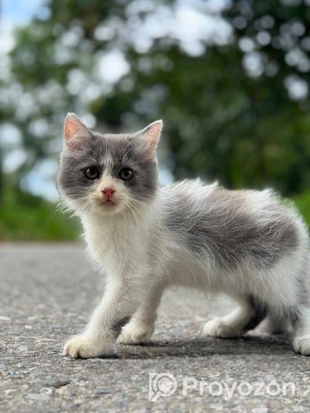 High quality mixed persian