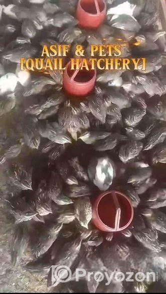 কোয়েল পাখির বাচ্চা