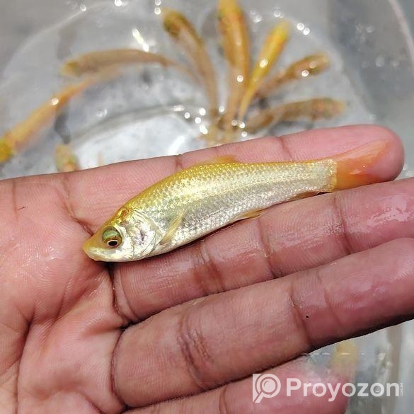 শিং মাগুর সহ সকল প্রকার মাছের পোনা সরাসরি হ্যাচারি