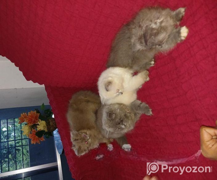 পার্সিয়ান বিড়ালের বাচ্চা বিক্রয়