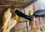 Cocatail bird 12 months age